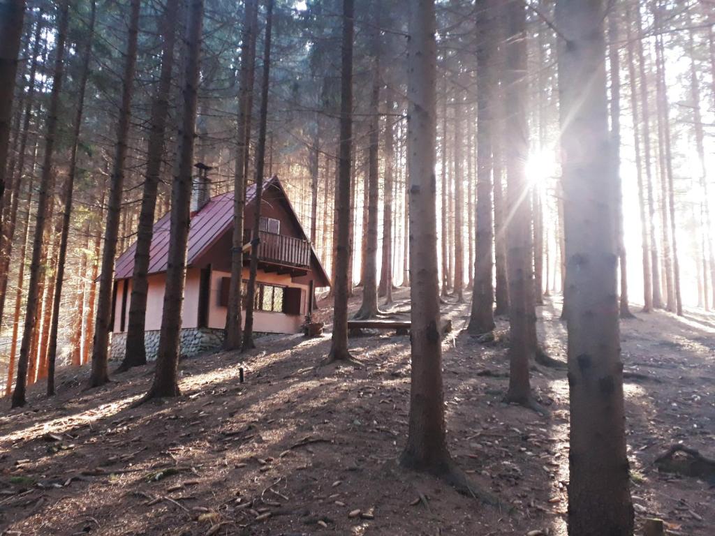 利托斯基简Chata Adavy的树林中的小屋,阳光照耀着树林