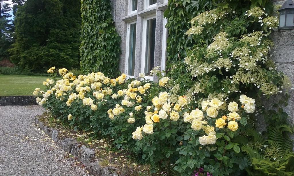 卡洛Courtyard Cottage的窗前的黄色花 ⁇ 