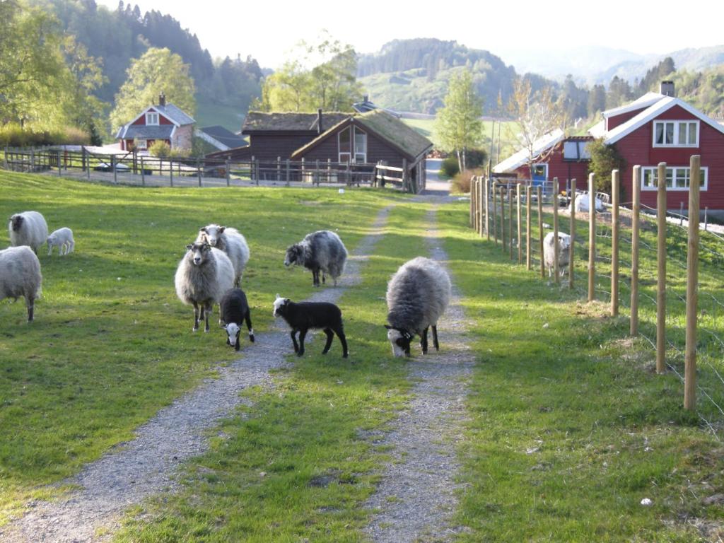 LonevågSkjerping gård的一群羊沿着土路走
