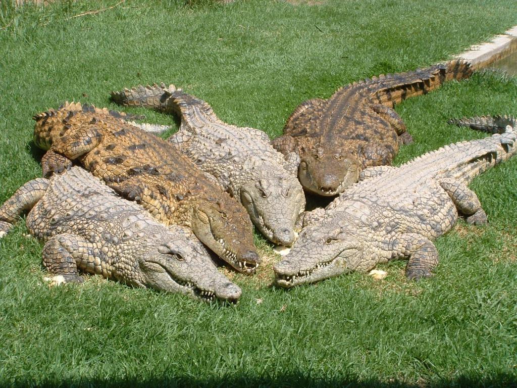 米德兰Crocodile Lodge cc的一群放进草地的鳄鱼