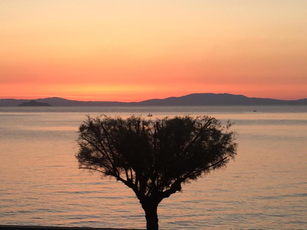 里奥马里纳Studio Rio Marina sul mare AC的日落时分在海洋前的树