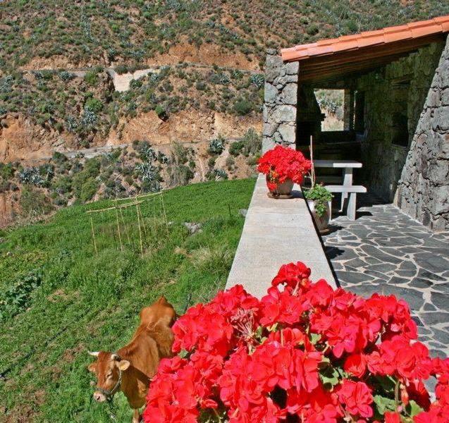 克鲁兹·德·特赫达Casa rural El Coronel的放着红花的桌子旁边的草上放着一头牛
