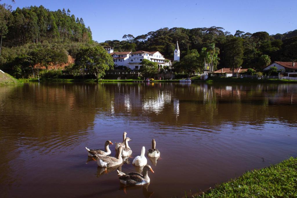 保罗工程师镇-迪弗隆廷Hotel Fazenda Santa Barbara的一群鸭子在湖中游泳