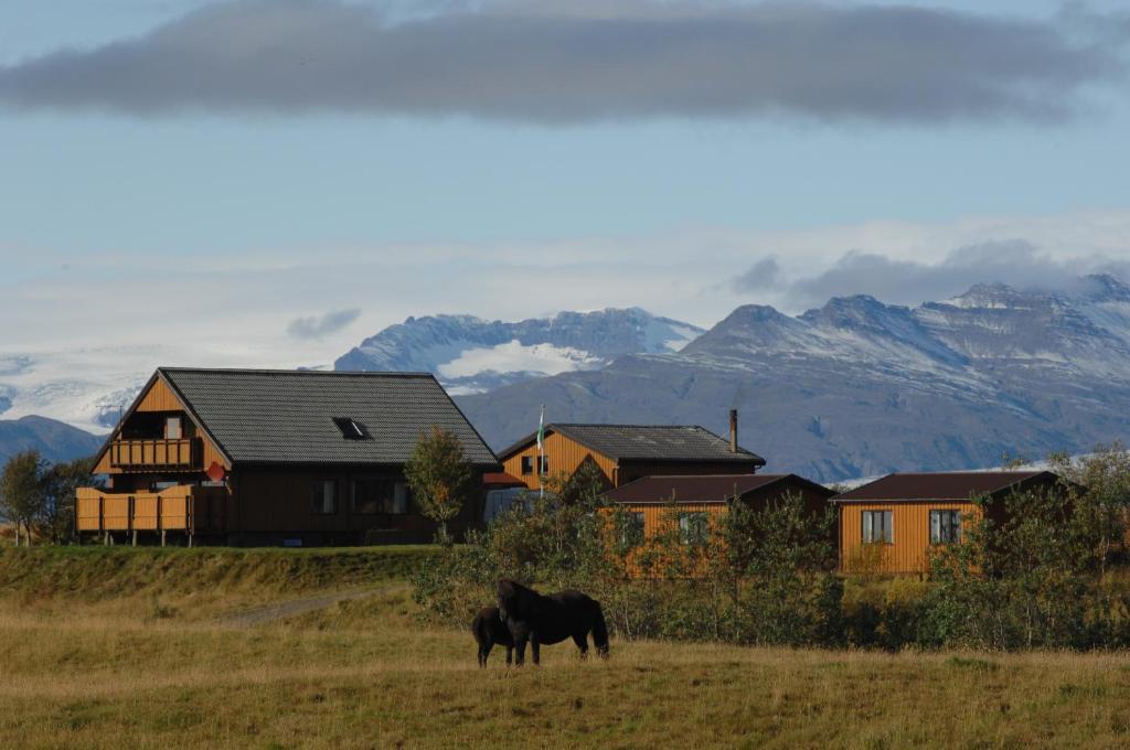 霍芬亚纳内斯乡村酒店的黑马在有房子和山地的田野上放牧