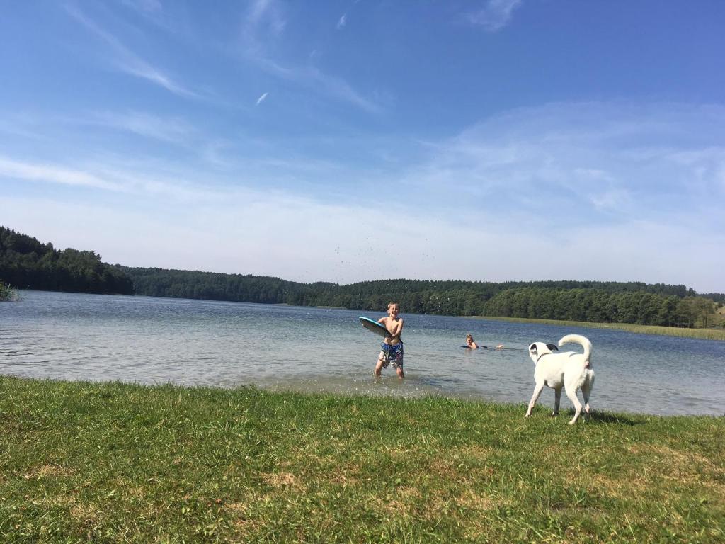 斯塔雷朱奇Dom pod Jabłonia的水里一只人和一只狗和一只飞盘一起玩耍