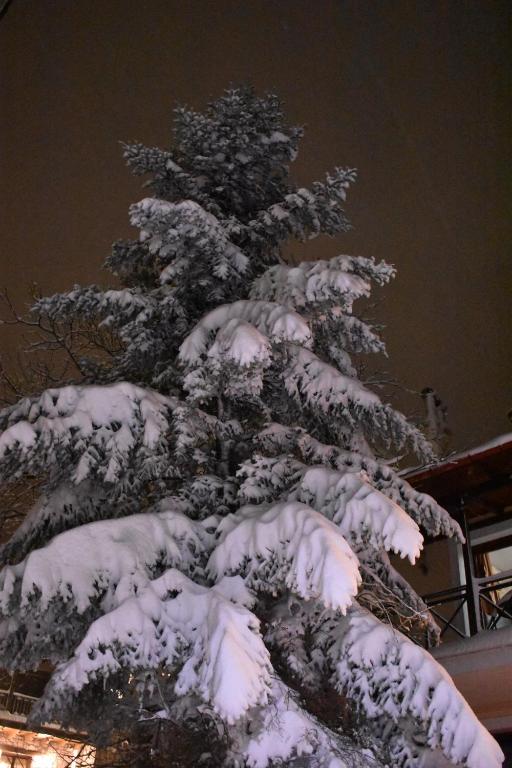 埃普塔罗弗斯Elatos Guest House的雪覆盖的圣诞树