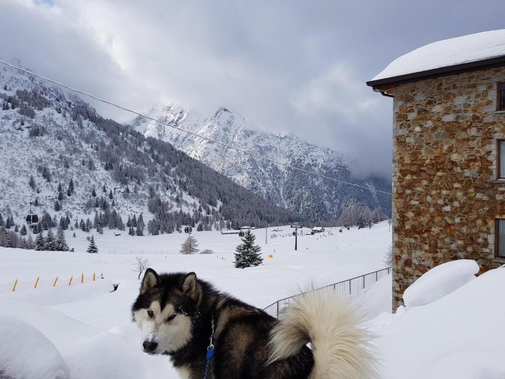 帕苏德尔托纳莱SCI AI PIEDI,PASSEGGIATE,MOUNTAIN BIKE,RELAX的一只狗站在雪中建筑物旁边