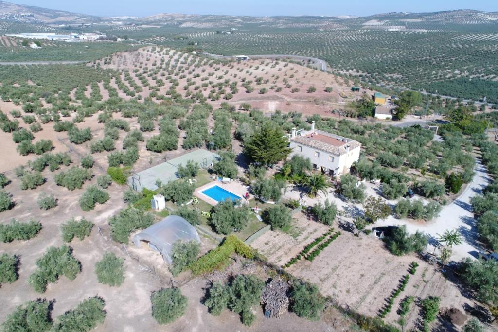 卢克生态农场及卡提基罗酒店的享有树木和游泳池的空中景致