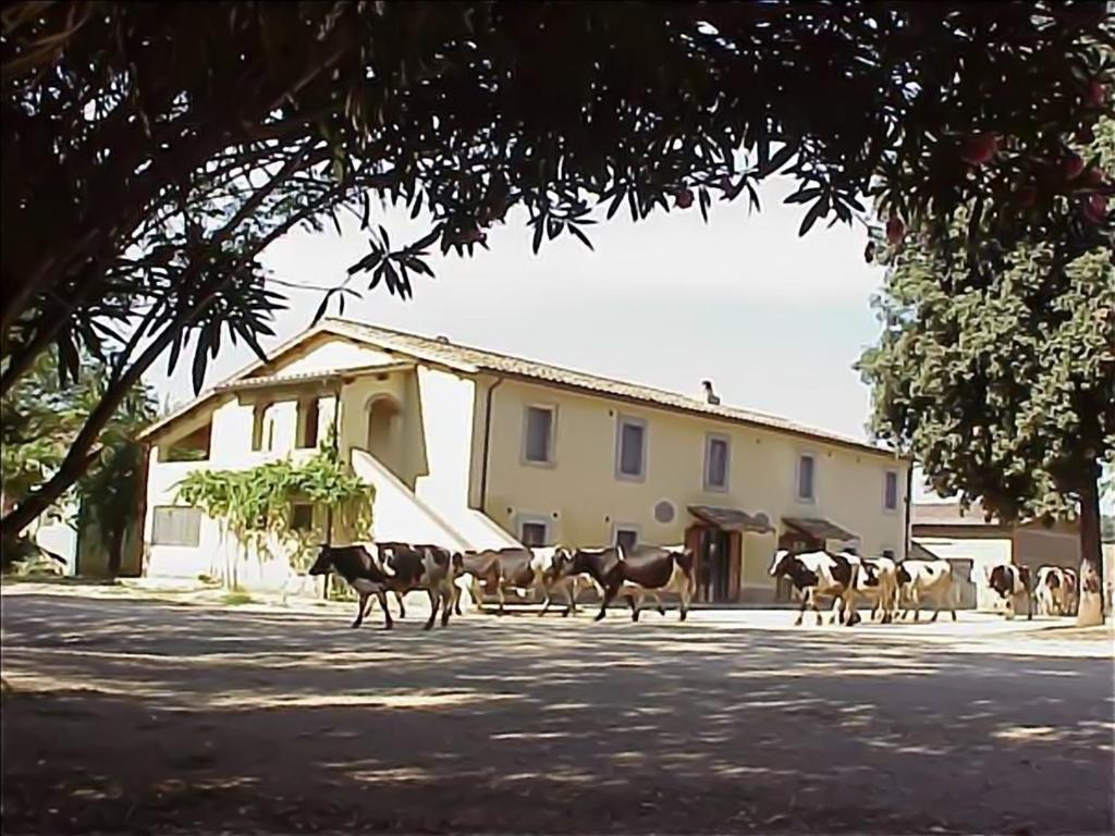 奥尔泰Biobagnolese Agriturismo的一群牛在建筑物前的街道上行走