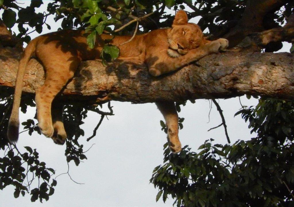 卡塞斯Kasenyi Lake Retreat & Campsite的狮子躺在树枝上