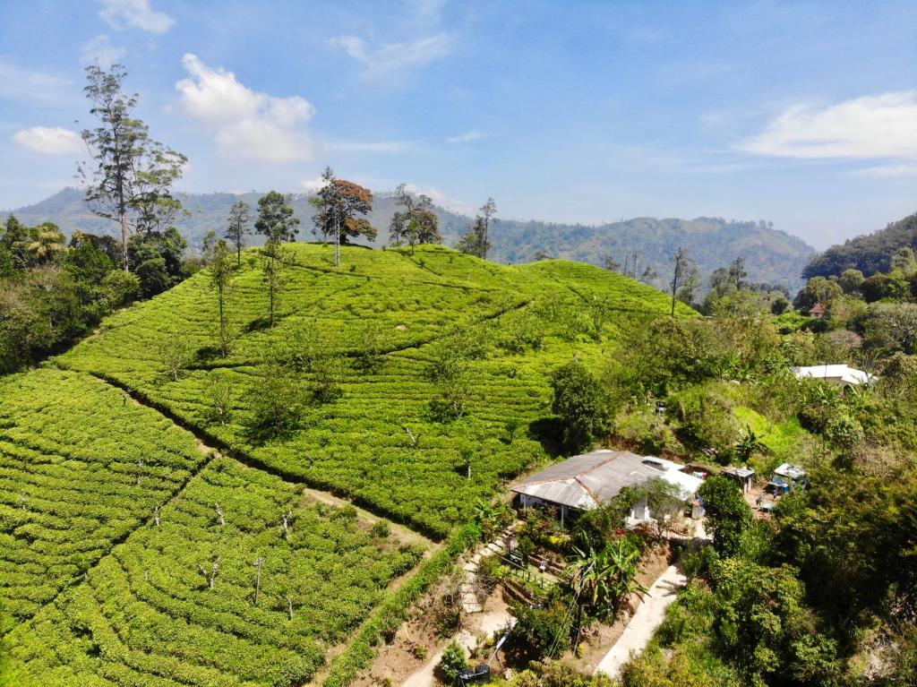 埃拉特诺加普旅馆的山坡上茶园的空中景观