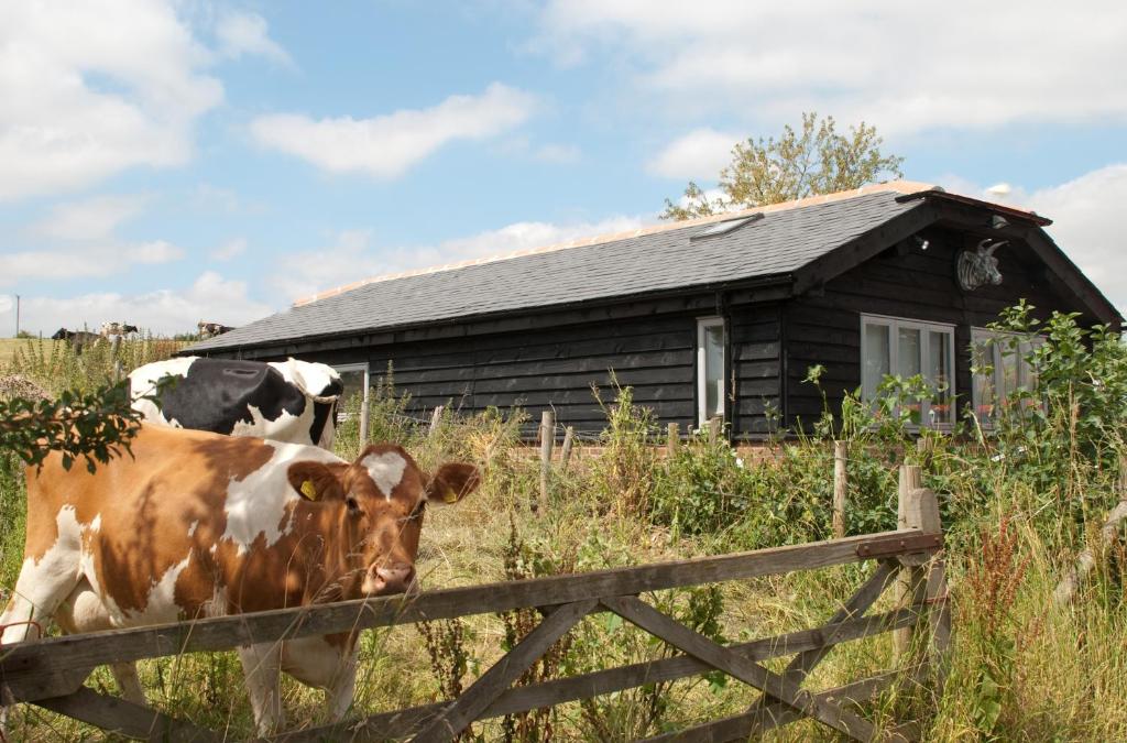 温彻斯特Bull Farm Studios的两头奶牛站在房子前面的围栏后面