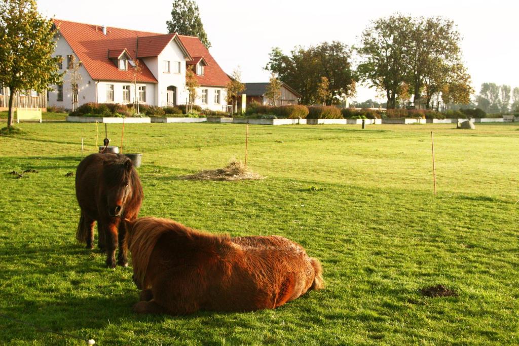 StahlbrodeGutshaus Landwert Hof的两匹马和一头牛躺在田野里