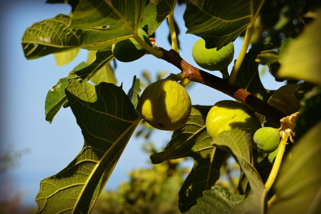 度假屋 holiday home mulberry tree