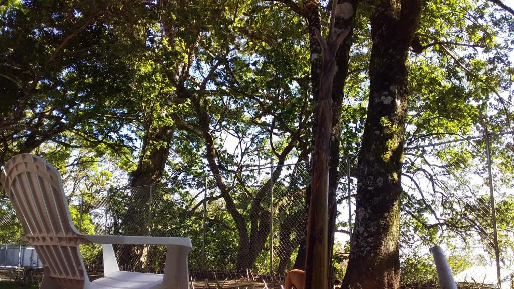 蒙泰韦尔德哥斯达黎加Nature house的两把白色椅子坐在树前