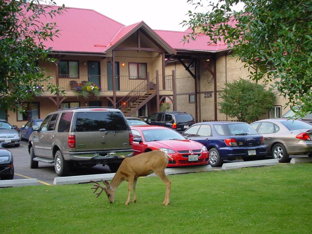 沃特顿公园阿斯彭村庄酒店的停车场前的草地上放鹿