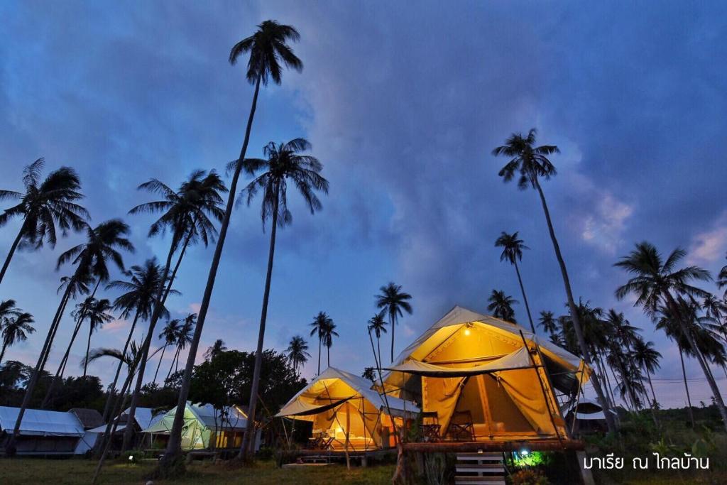 麦岛Naivacha Tent Koh Mak的一群棕榈树田野上的帐篷