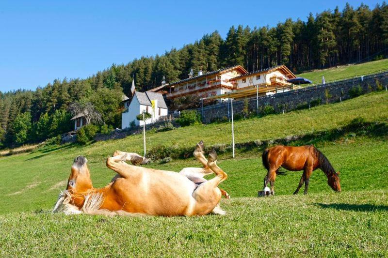 LongostagnoGasthaus Bad Siess的一群马躺在草地上