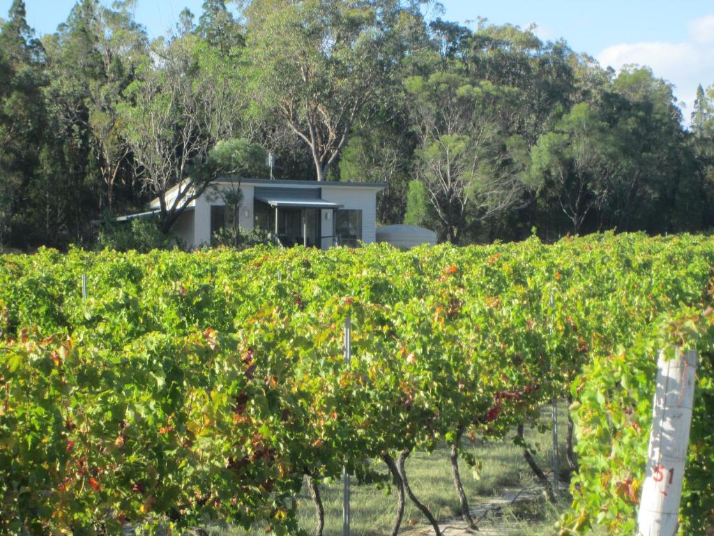 Ballandean贾思特红葡萄酒农家乐的葡萄园,在葡萄树丛后面有房子