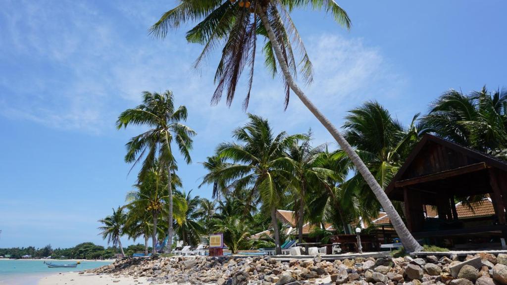 班泰第一海滩度假酒店的海滩上的一棵棕榈树