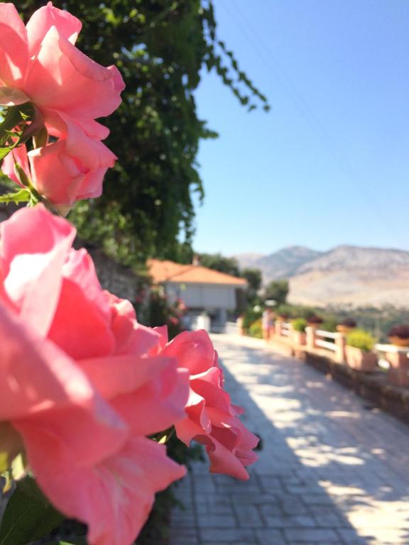 NivicëSaranda Landscape的人行道上一群粉红色玫瑰