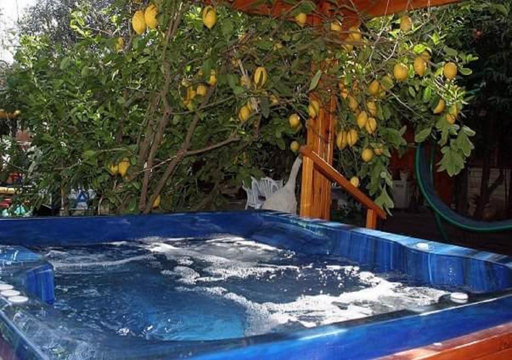 叶索哈马拉Hadar Bakfar的柑橘树前的按摩浴缸