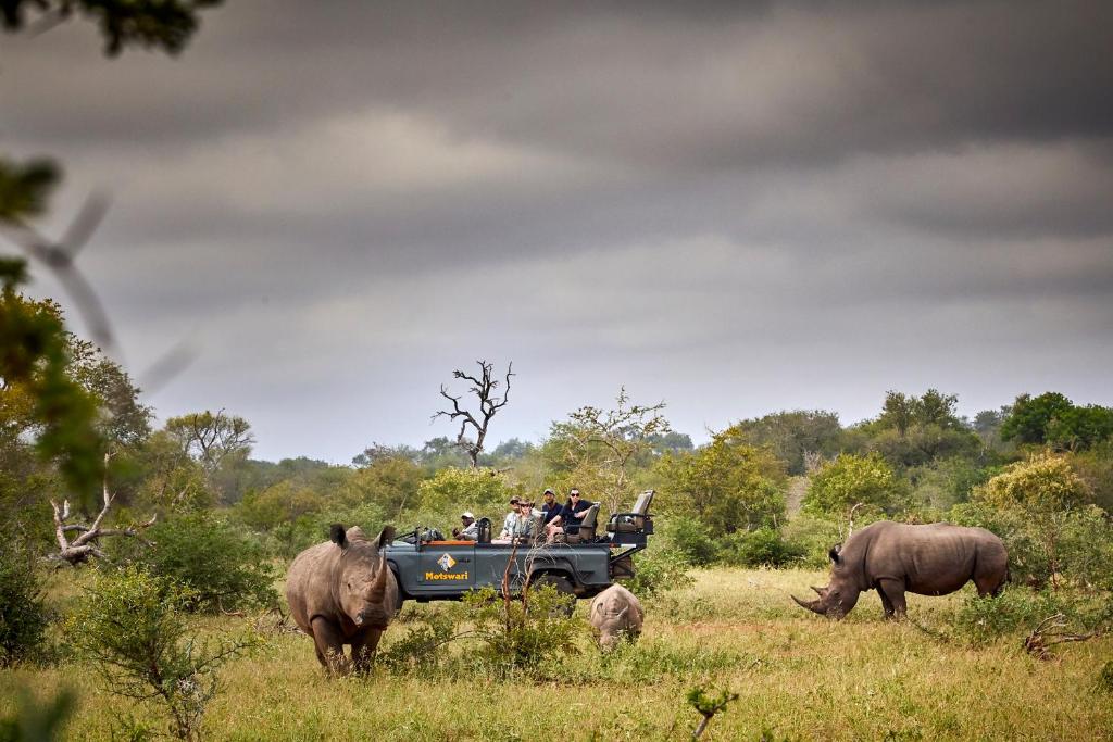 提姆巴瓦提禁猎区Motswari Private Game Reserve by NEWMARK的一群人乘坐吉普车在 ⁇ 牛场