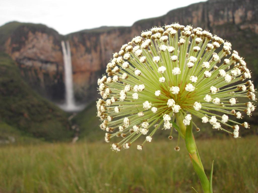 康塞桑-杜马图登特鲁Pousada Tabuleiro Eco的白花在田野上,有瀑布