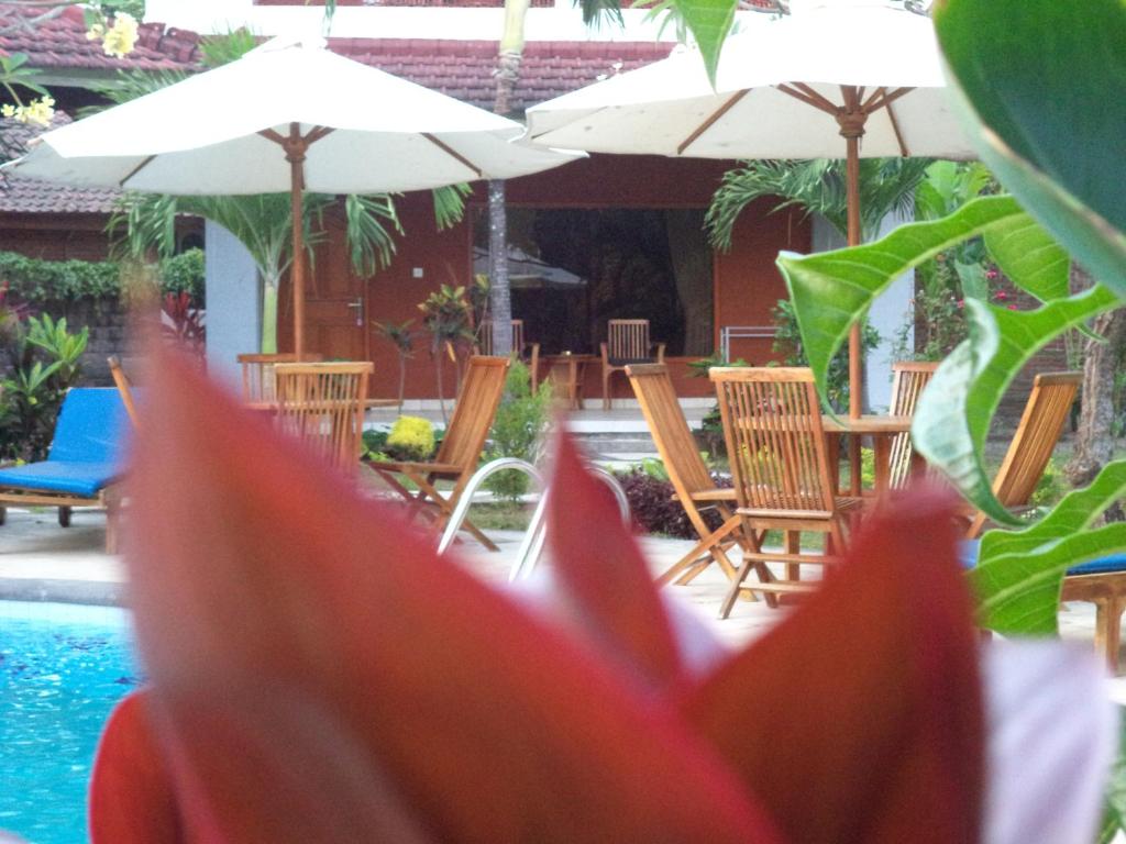 罗威那我的罗维纳旅馆的游泳池前的红花,带椅子和遮阳伞