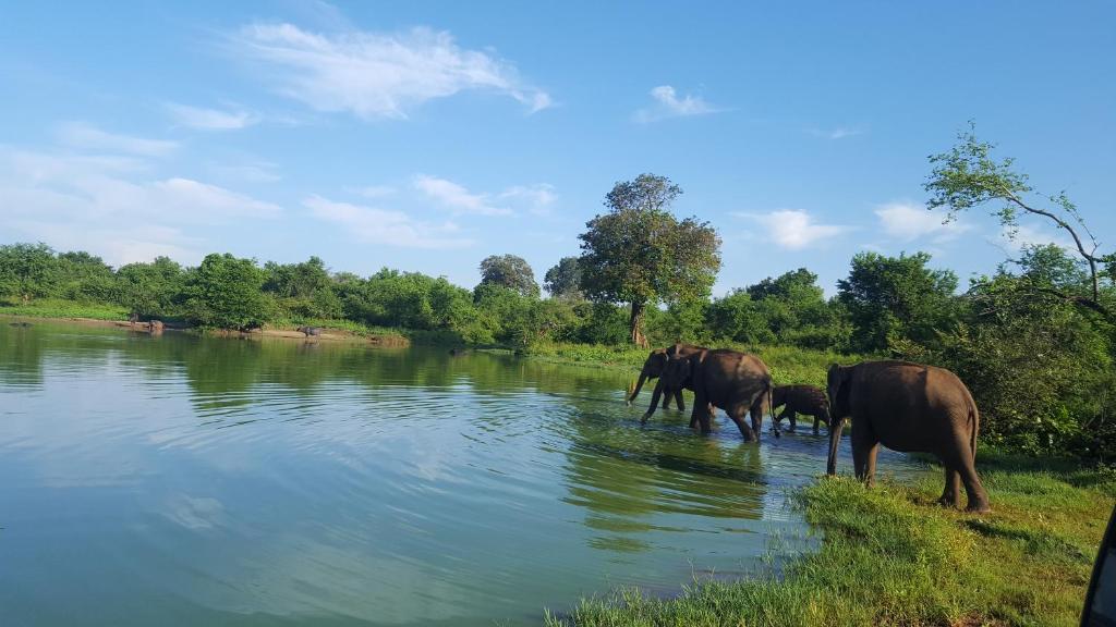 达瓦拉维Kuma Safari Lodge的一群大象在河上行走