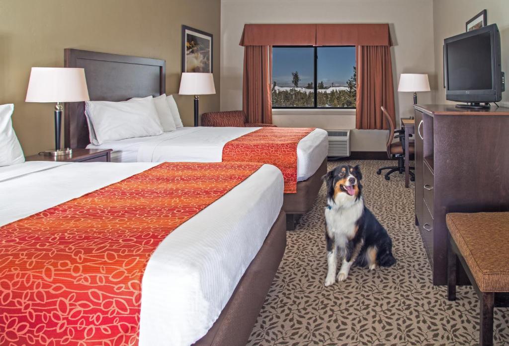 西黄石灰狼套房酒店的狗坐在酒店房间两张床之间
