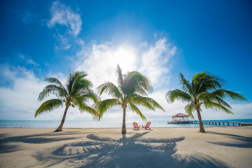 伯利兹城St. George's Caye Resort的海滩上一群棕榈树,有一个码头