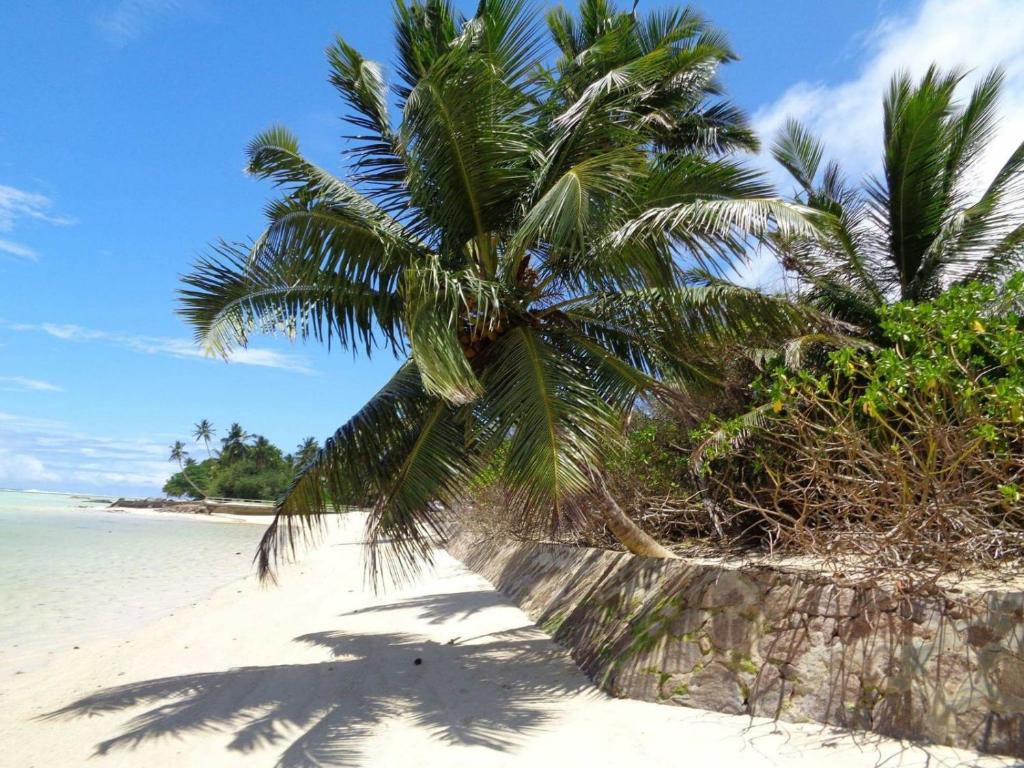 Au CapHCS Bungalows Turtle Bay Rustic Bungalow的海滩上的棕榈树与大海