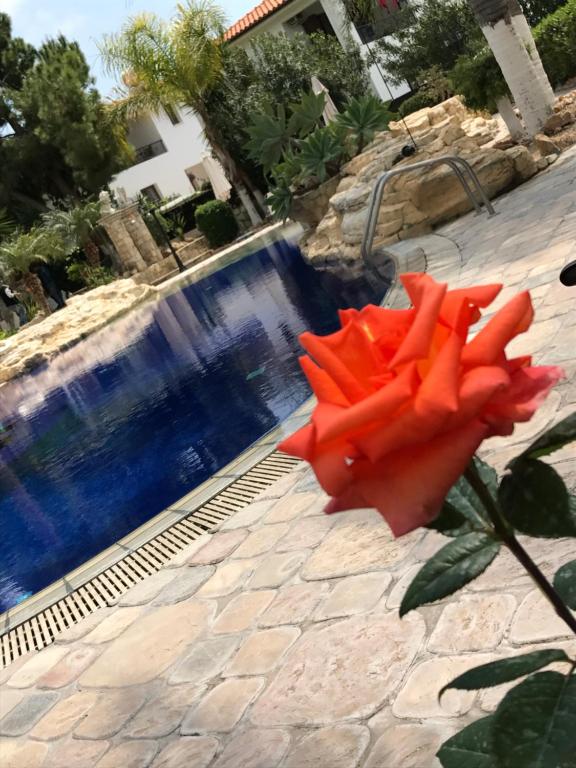 Anarita德米查纳酒店的游泳池旁的红玫瑰