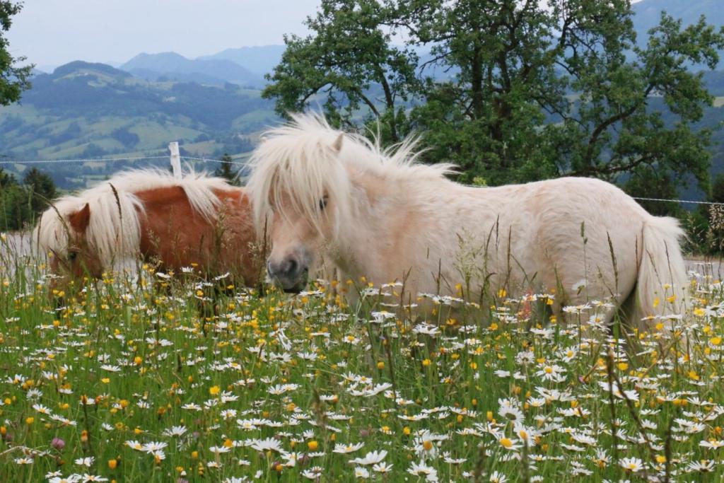 伊布斯河畔魏德霍芬Bio Bauernhof - Mini Shetland Ponyhof "Almbauer"的两匹马站在鲜花田里