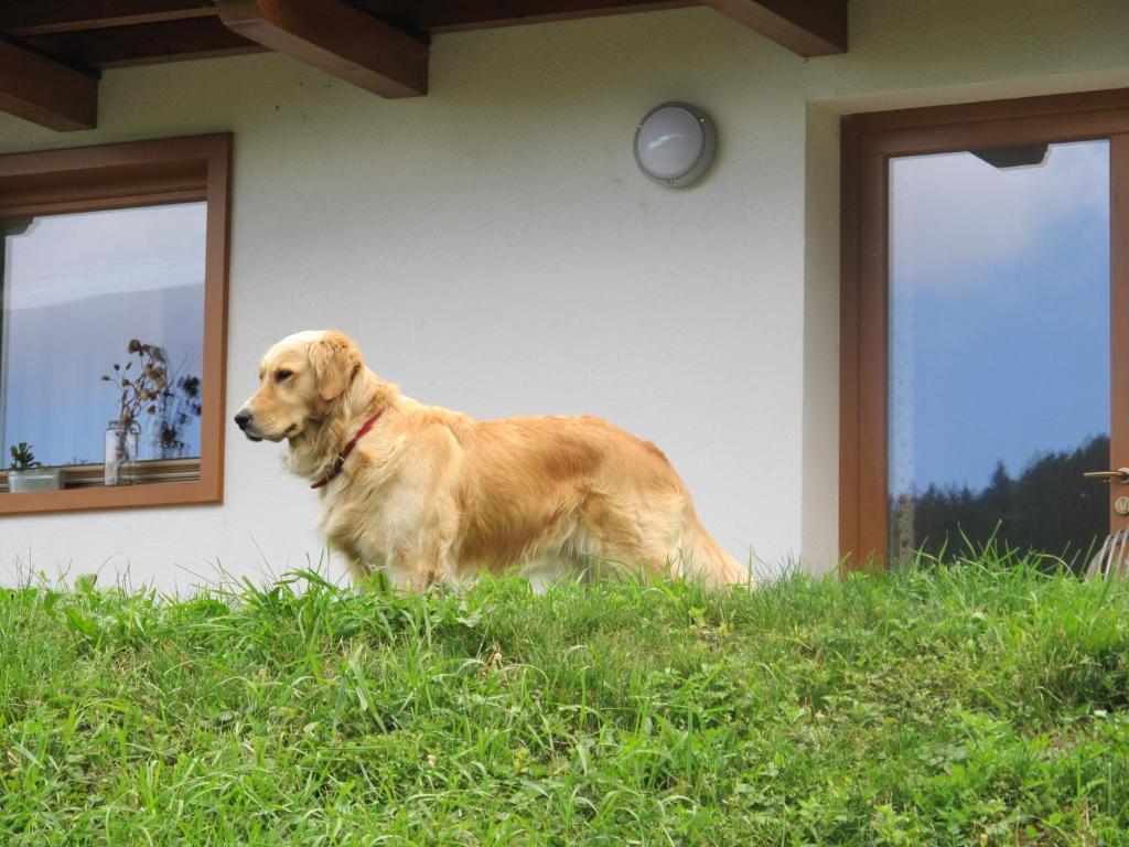 BedolloIl Cardo Trentino的一只棕色的狗站在房子前面的草地上