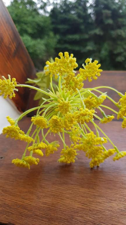 landhotel sonnenschein (酒店),巴特利本韦达(德国)优惠