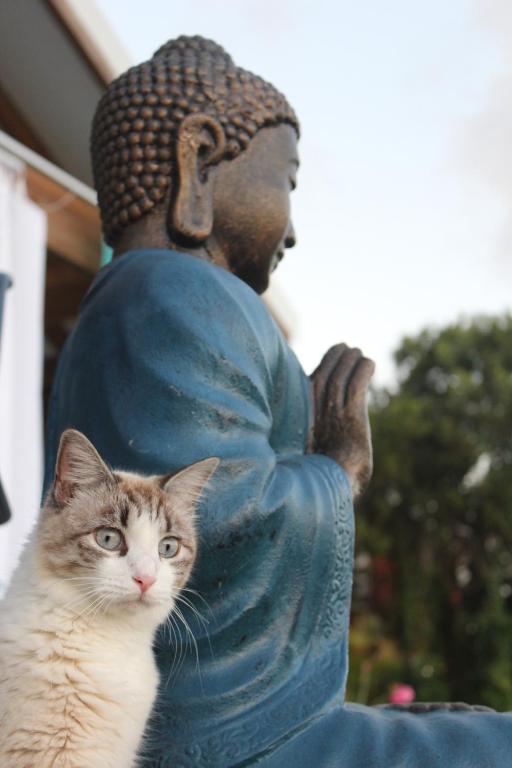 圣吕斯Buddha Bleu的一只猫站在雕像旁边