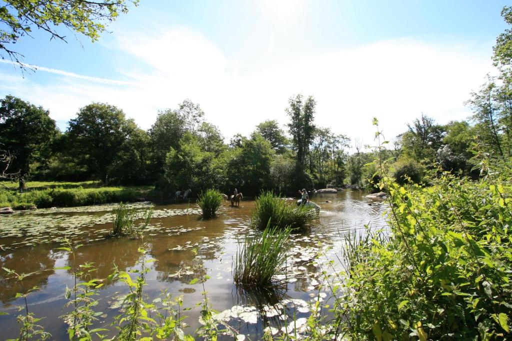 Chaille sous les OrmeauxLogis de l'Aubonnière的一条河,河里有杂草,水里有树木