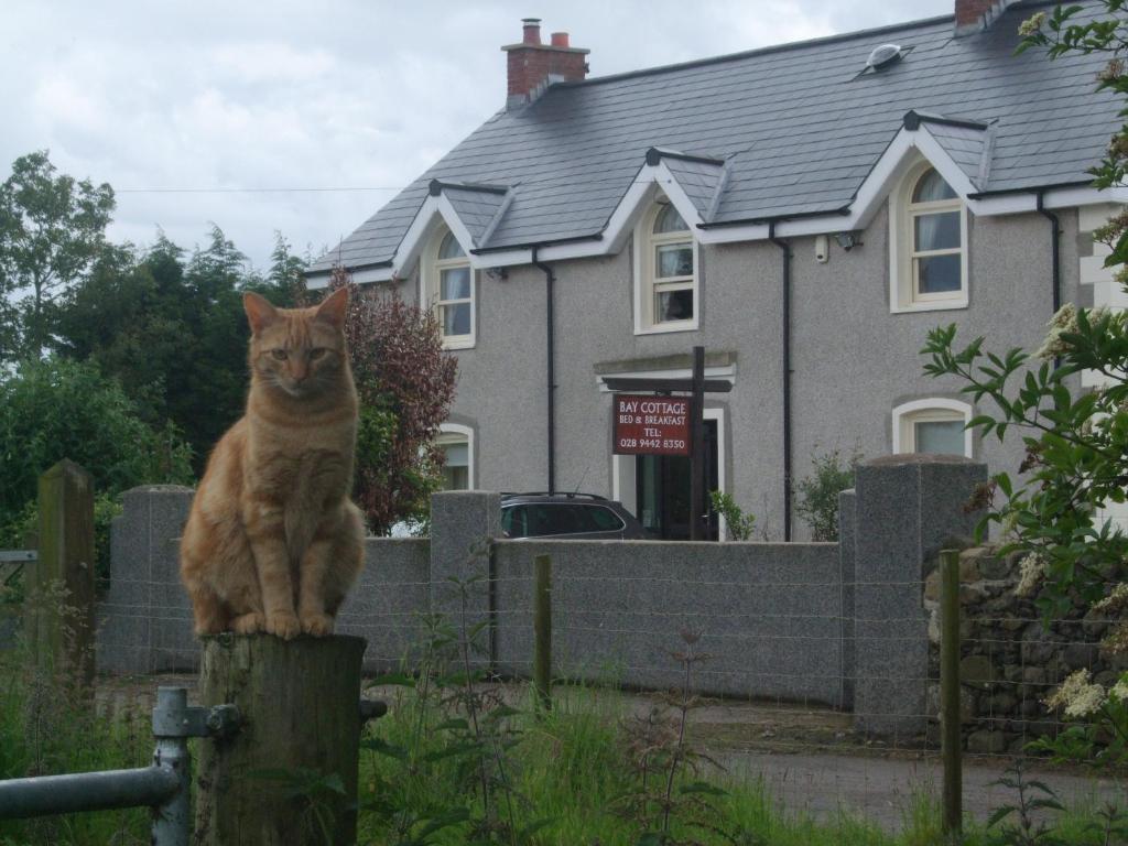 克拉姆林海湾小屋住宿加早餐酒店的坐在房子前面木柱上的猫