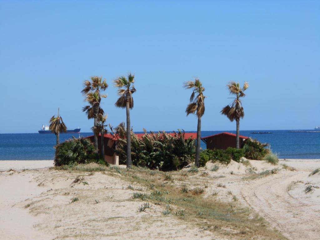 阿尔赫西拉斯Apartamento a la Playa的棕榈树海滩上的土路