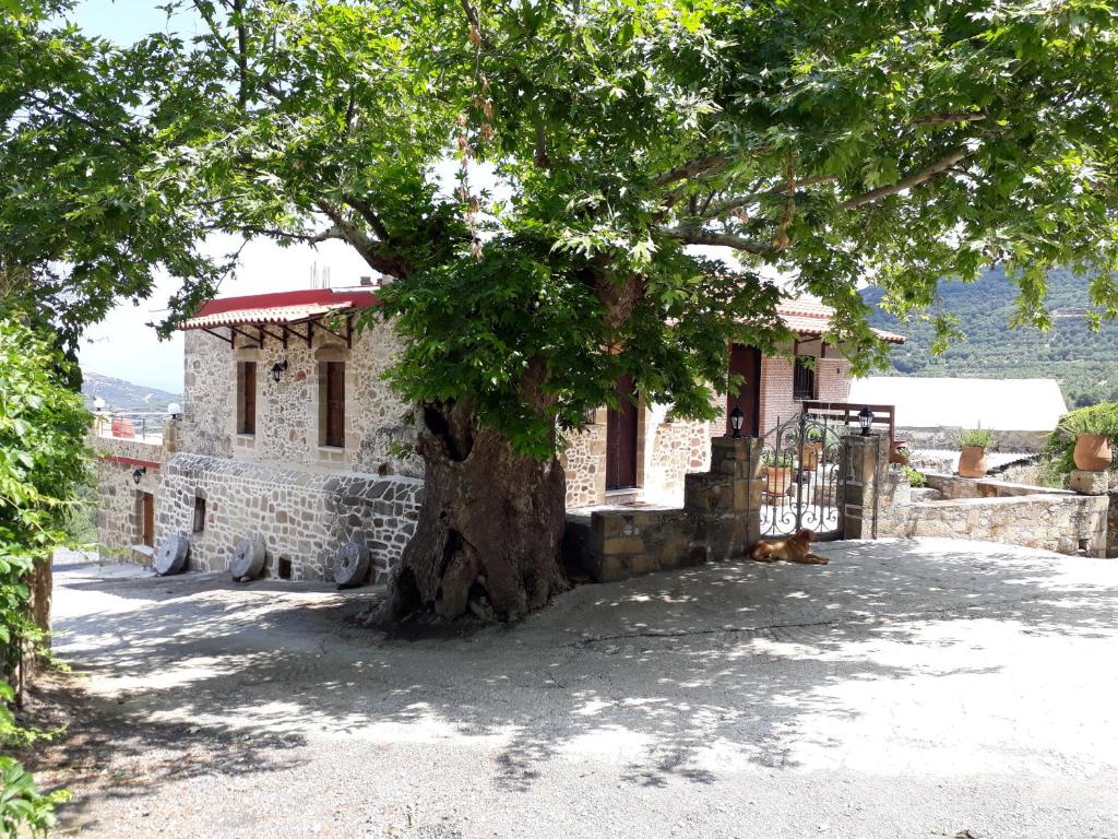 基萨莫斯Traditional House Koukounara的一座房子前面的树,有一座建筑物