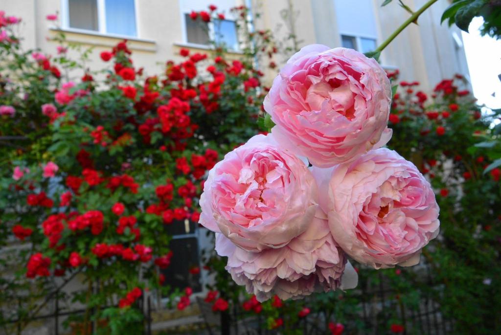 布勒伊拉达住精品酒店的红花前的一组粉红色花