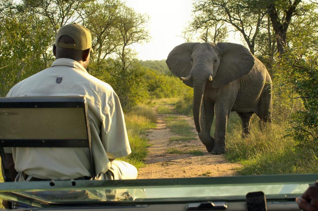 赫克托斯普雷特鲁奇比野生山林小屋的坐在车里看着大象沿着马路走的男人