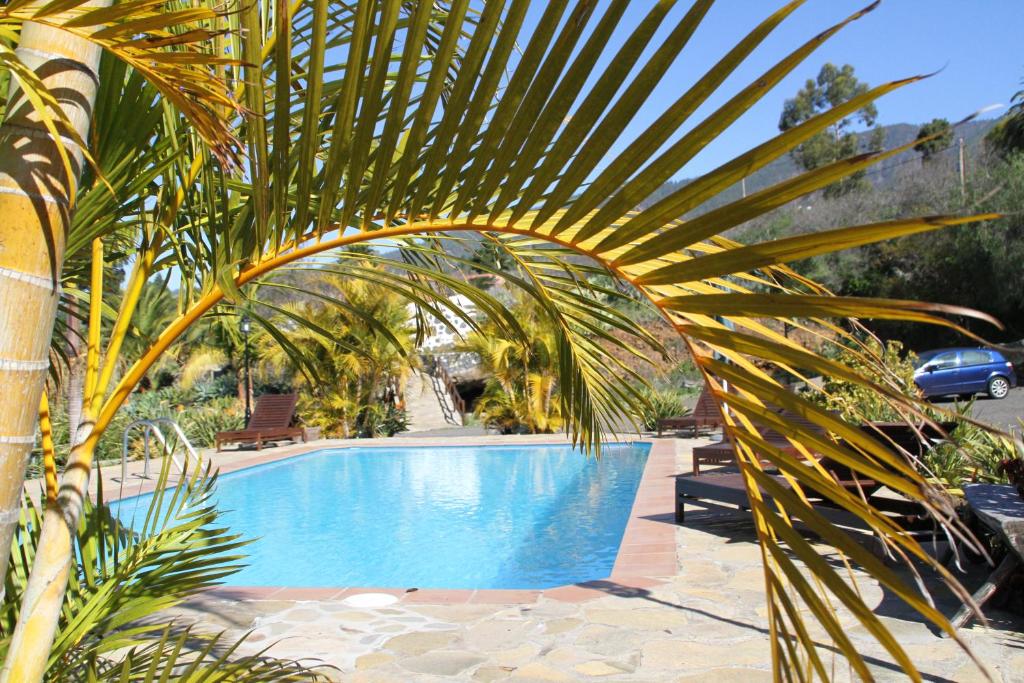 蒂哈拉费Casa Rural Los Geranios 1的游泳池旁的大棕榈树