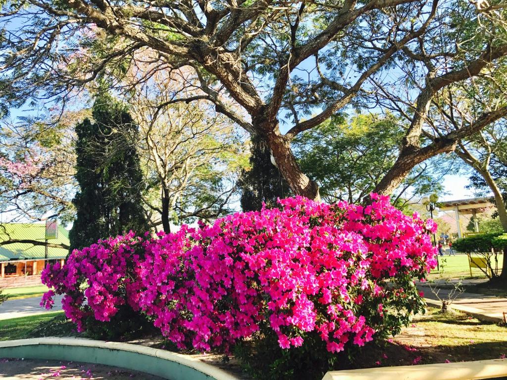 费德拉西翁Departamentos temporarios Mirasol lll Federaciòn的树前的一束粉红色的花