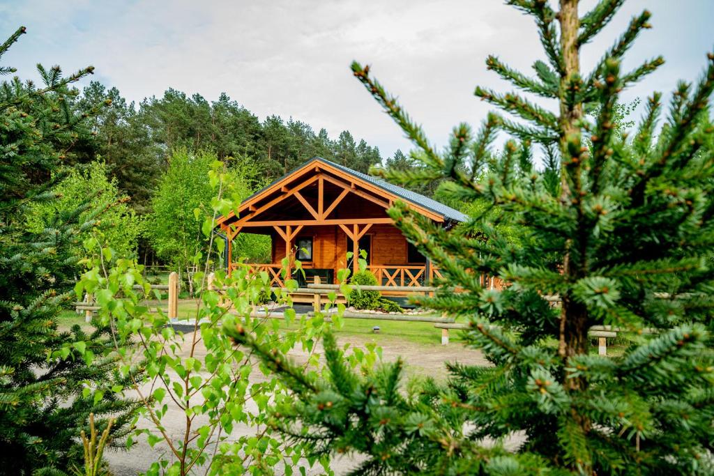 TarnowoChata na Polanie的树林中的小屋,松树