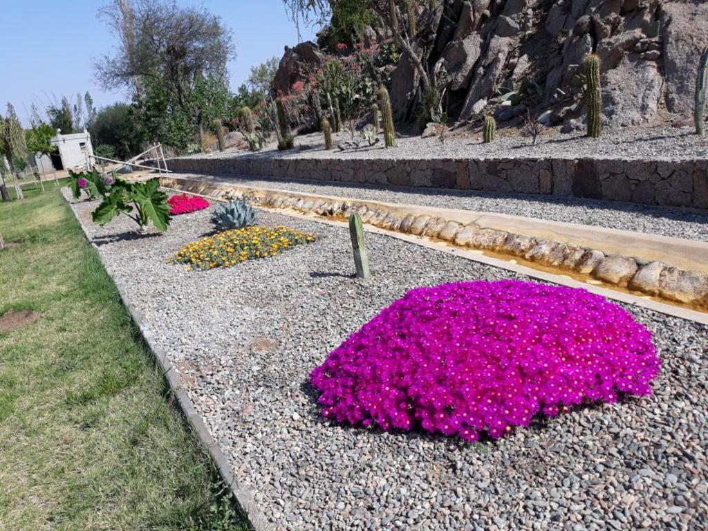 奇莱西托Cabañas Don Roque的花园,在地面上种有粉红色的花朵