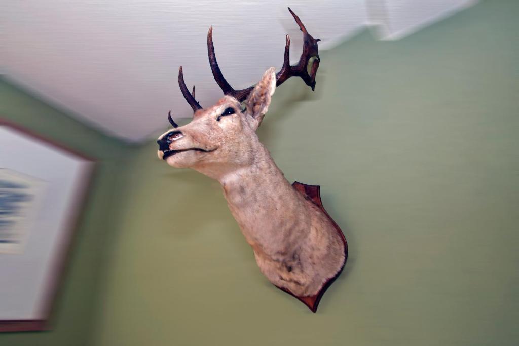 亨克黑尔特酒店的挂在墙上的滑稽鹿头