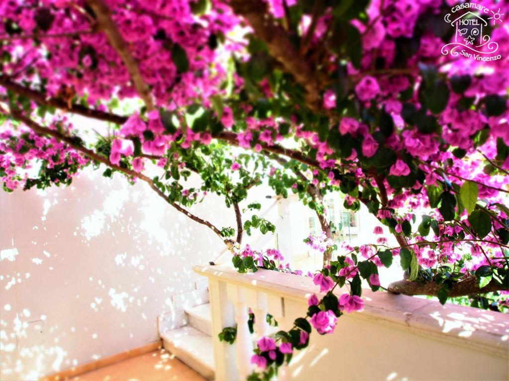 圣温琴佐卡萨马雷酒店的挂在树上的一束粉红色的花